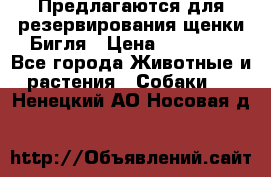 Предлагаются для резервирования щенки Бигля › Цена ­ 40 000 - Все города Животные и растения » Собаки   . Ненецкий АО,Носовая д.